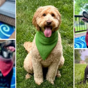 dogs wearing crocheted bandanas