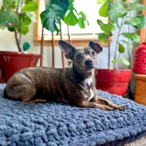 crochet dog bed with dog