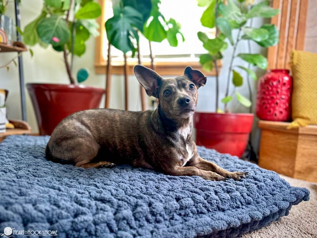 crochet dog bed with dog