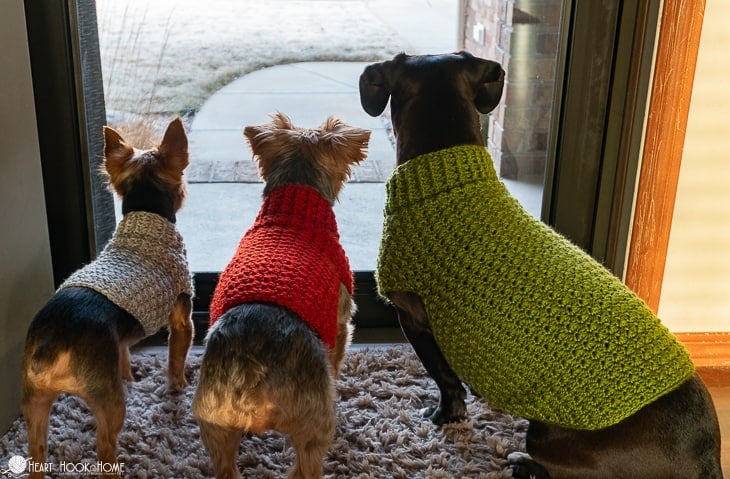 Dove Heather, Paprika, and Avocado colorways of an extra small, small, and medium examples of the Dandy Dog crochet pattern on three dogs looking out a glass front door.
