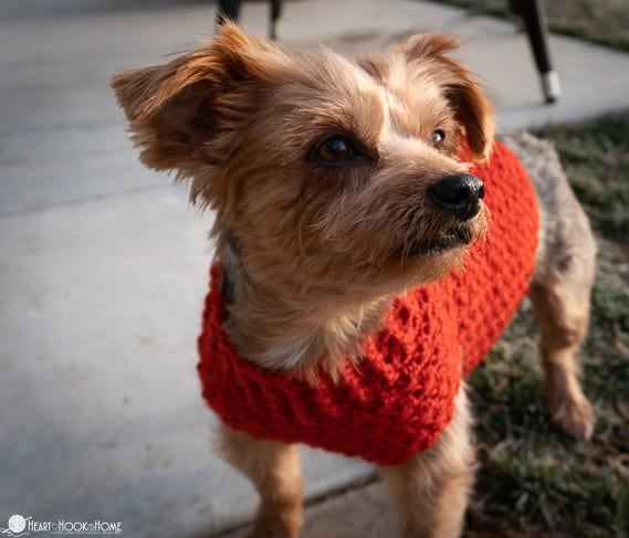 small size dog sweater pattern