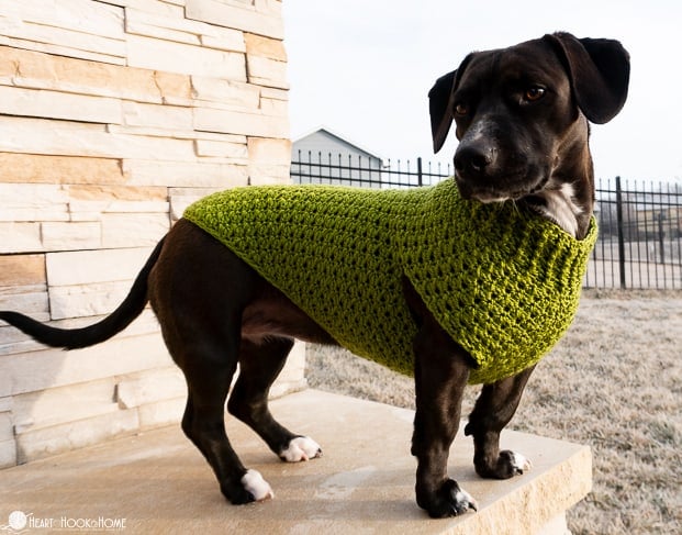 Dandy Dog Sweater Free crochet pattern