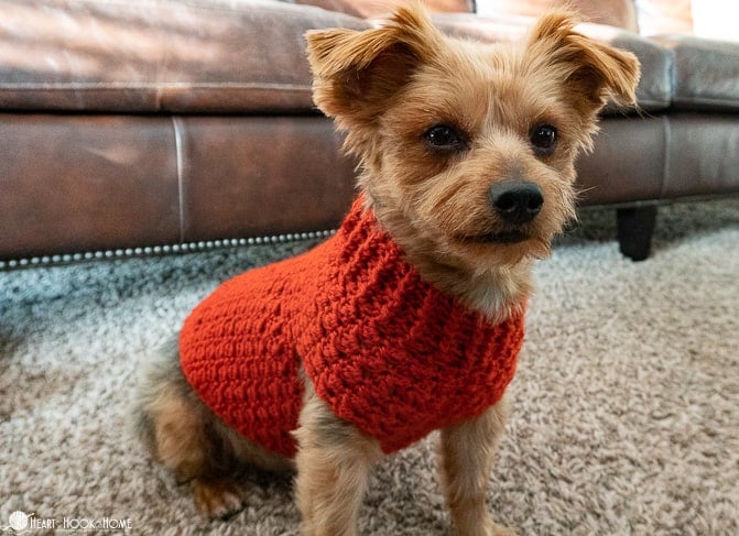 Paprika colorway of an example of the Dandy Dog Sweater crochet pattern on a small brown dog.