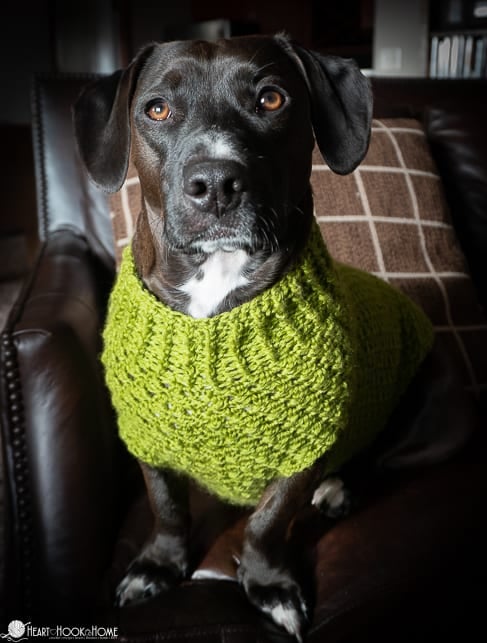 medium size dog sweater pattern
