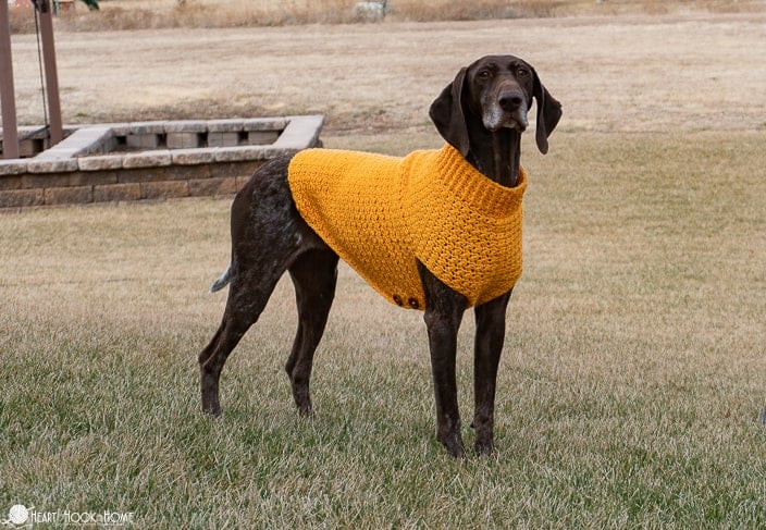 Free crochet dog sweater pattern tutorial for large dogs