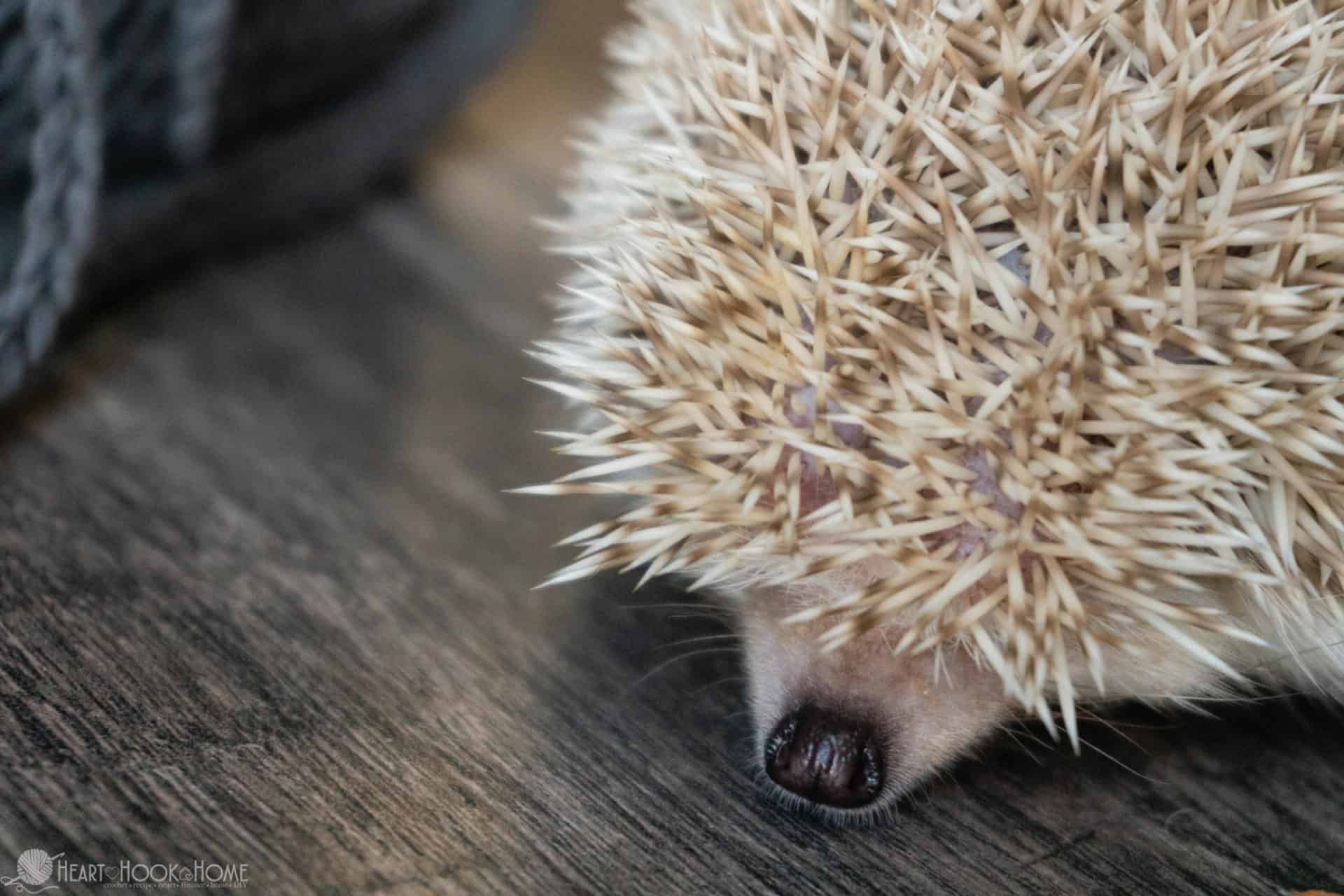 Jole's Journey Carrying Pouch