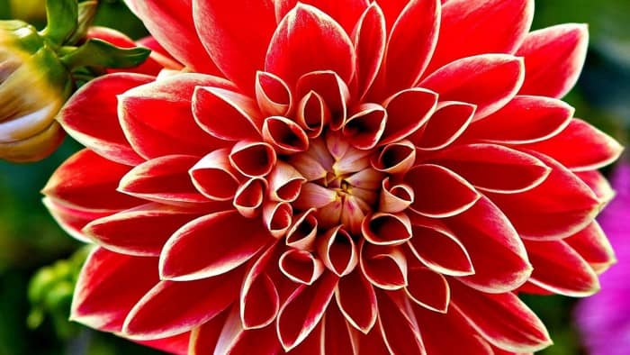 Bright red flower
