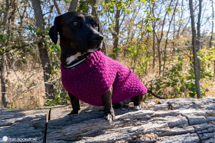 wiener pit bull sweater pattern