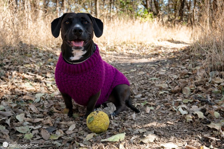 Stellar dog sweater free crochet pattern