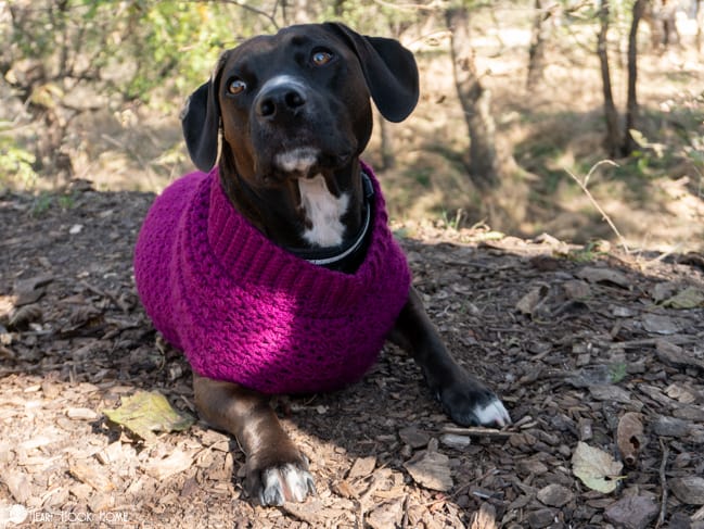 medium sweater pattern for dogs