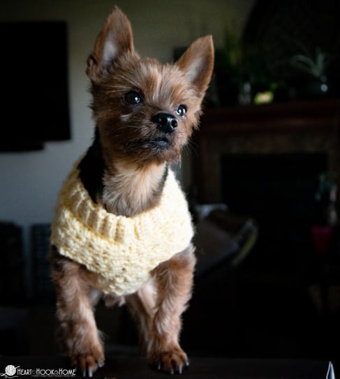 XS dog sweater pattern