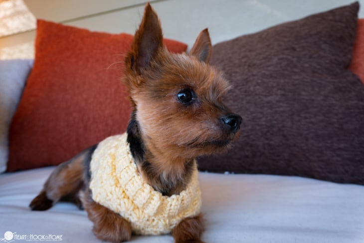 Yellow example of the Stellar Dog Sweater crochet pattern on an extra small brown dog laying on a couch.