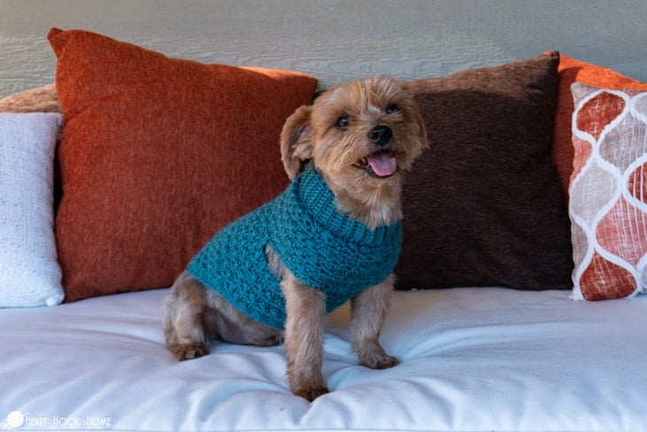 small size dog sweater pattern