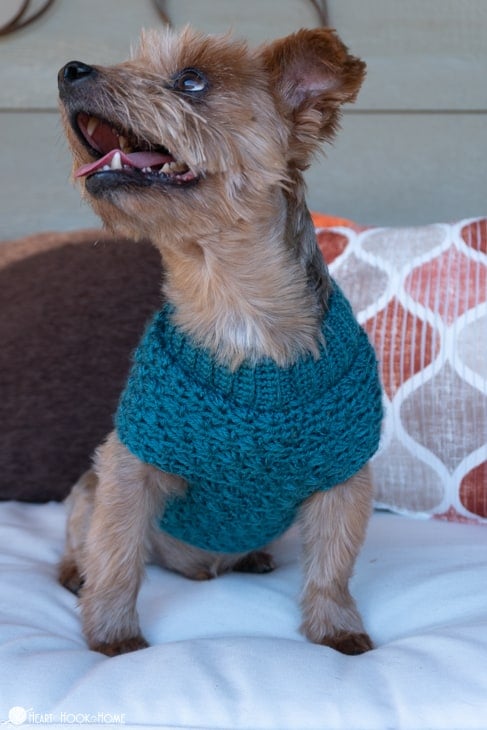 Blue example of the Stellar Dog Sweater crochet pattern on a small brown dog sitting on a couch.