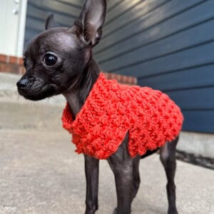 Tiny Berry crochet dog sweater pattern on a very small black dog.  