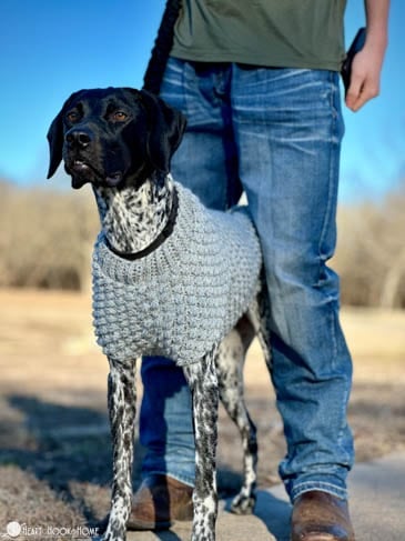 wild berry dog sweater