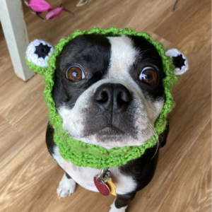 dogs wearing crochet snoods