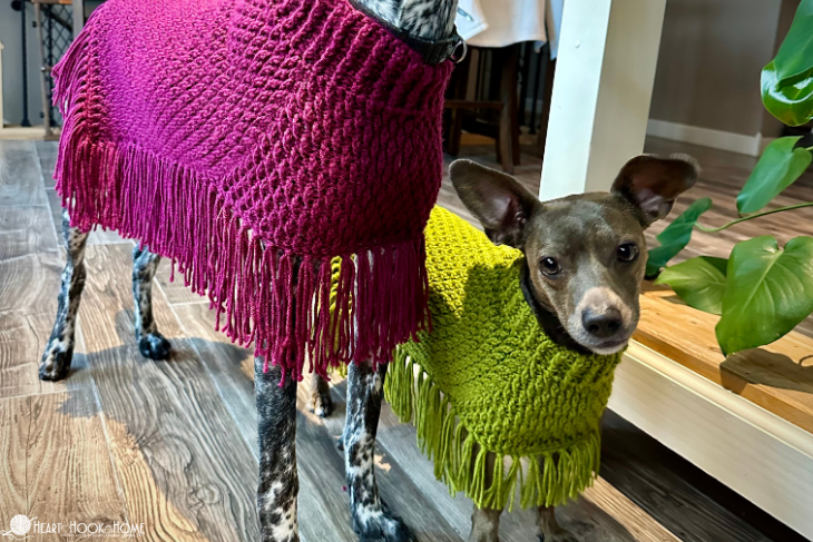 dogs wearing bright colored crochet ponchos