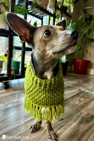 Green example of an Easy Dog Poncho crochet pattern on a small brown dog in a household setting.