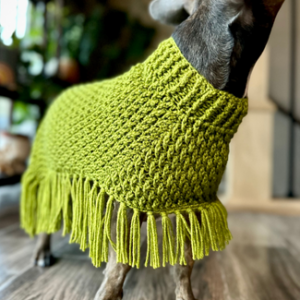 dog wearing green crocheted poncho