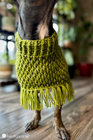 Green example of an Easy Dog Poncho crochet pattern on a small brown dog.