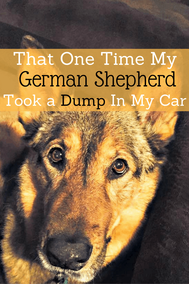That One Time My German Shepherd Took a Dump In My Car